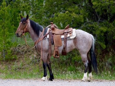 Gorgeous Roan Horse