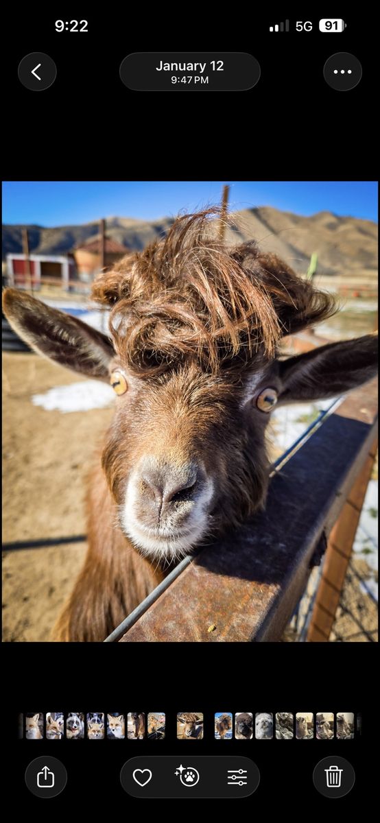 Mini Silky Fainting Goat