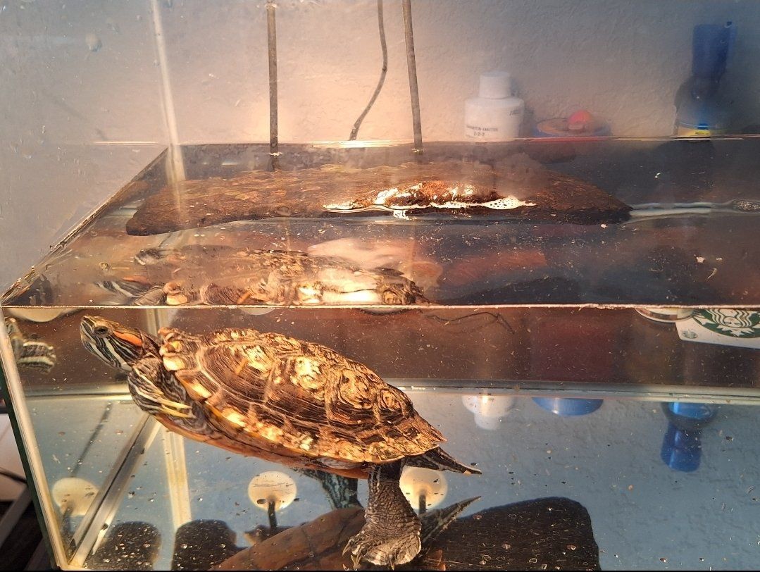 Main image 2