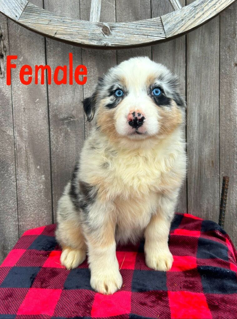AKC Australian Shepherd Female