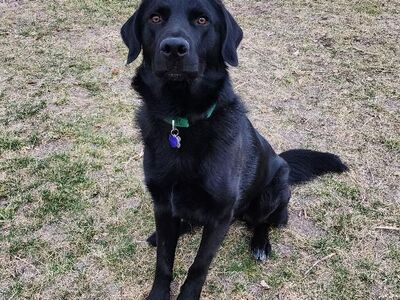 2 Yr Old Lab Mix Looking for a Forever Family