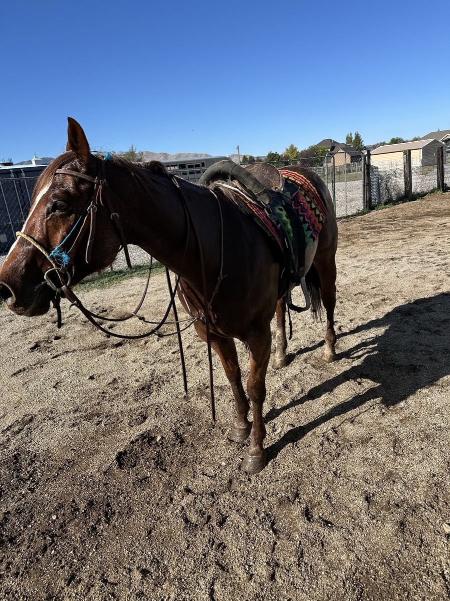 6-Year-Old Red Roan Gelding – Project Horse