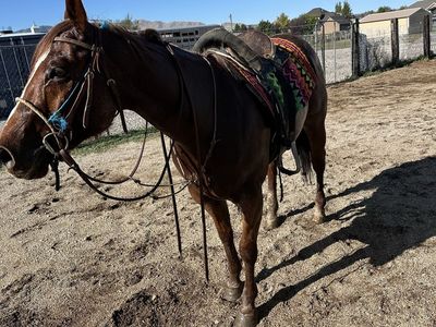 6-Year-Old Red Roan Gelding – Project Horse