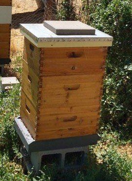 Established Honey Bee Colonies with Langstroth Hives - Live Bees with Frames & Boxes