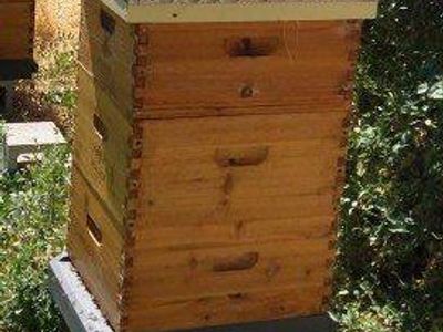 Established Honey Bee Colonies with Langstroth Hives - Live Bees with Frames & Boxes