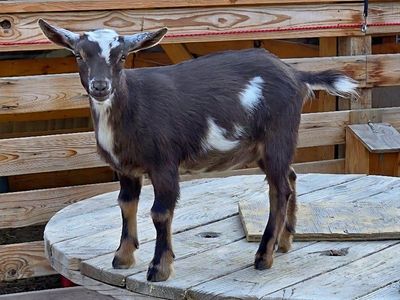 Purebred POLLED Nigerian Dwarf Doeling