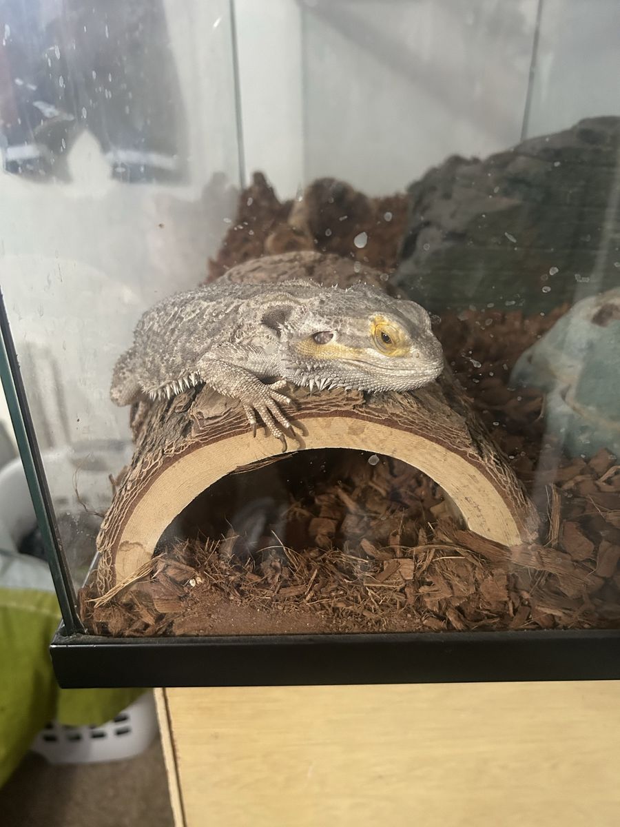 Bearded Dragon with Tank, Heating Lamps, and Accessories