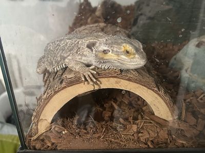 Bearded Dragon with Tank, Heating Lamps, and Accessories
