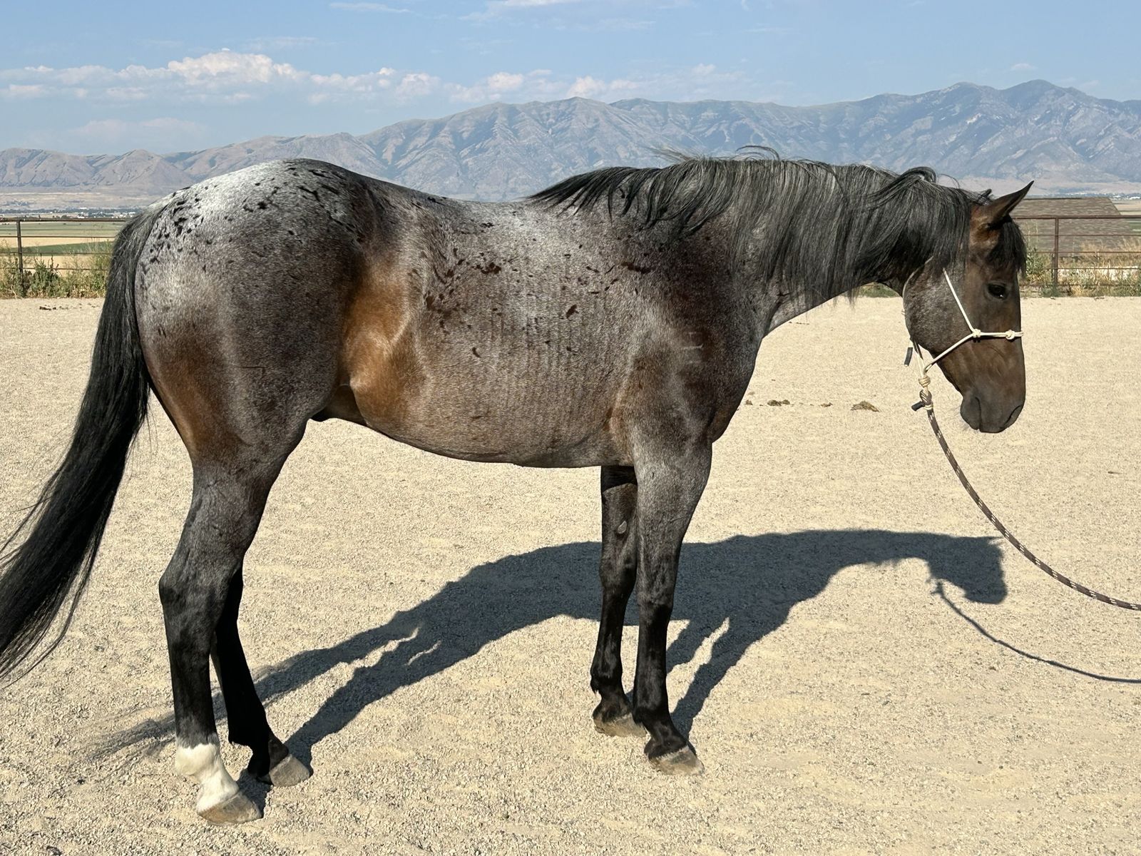 2012 Blue Roan Gelding