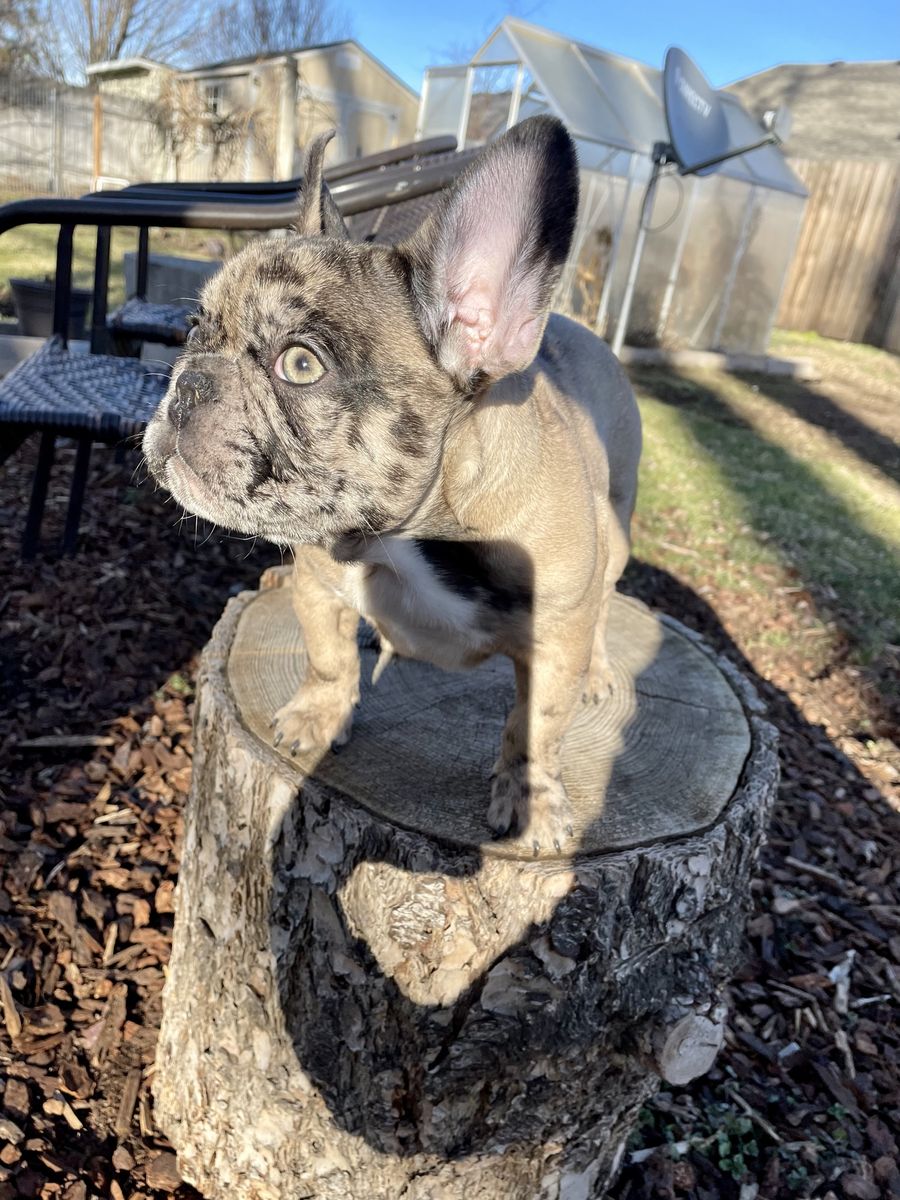 French bulldog