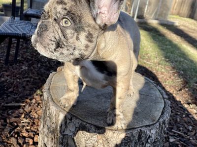 French bulldog