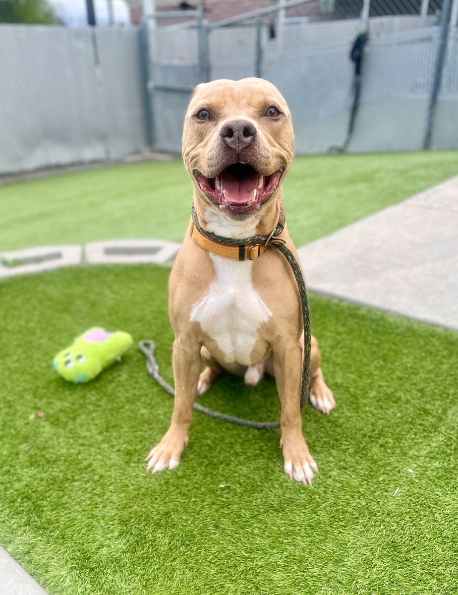 A161513 Mac is Available for Adoption!