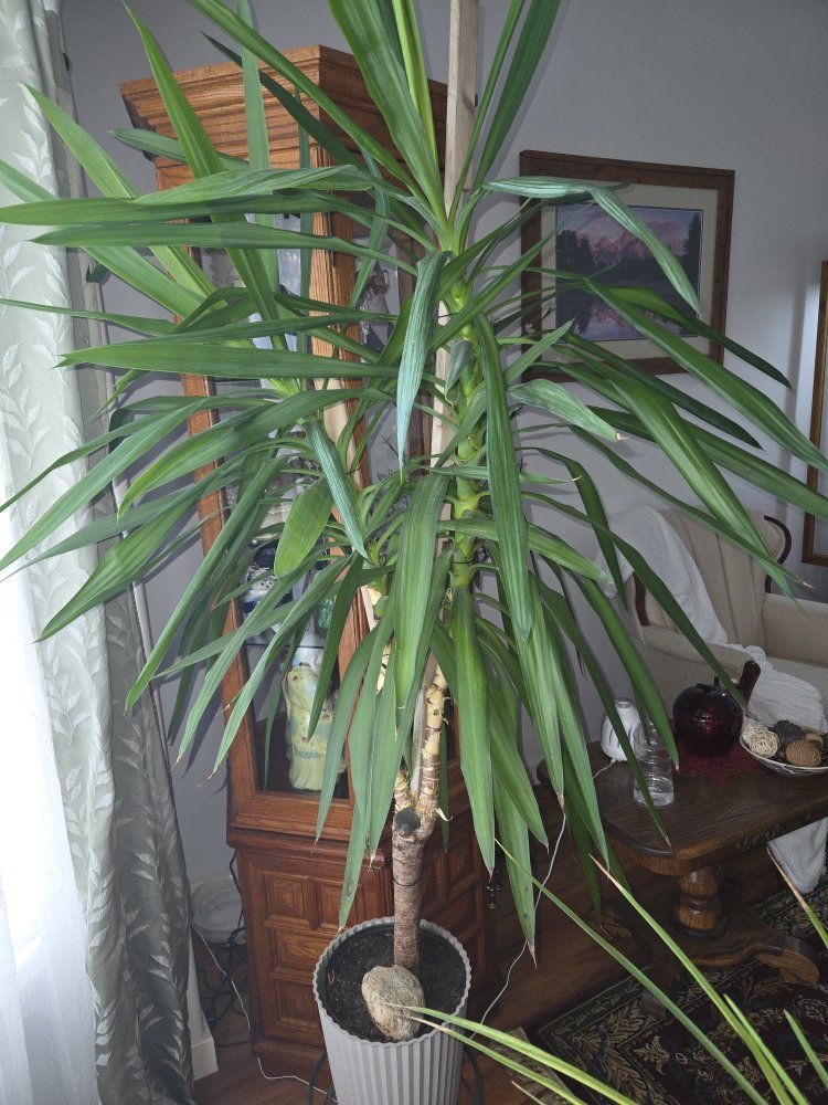 plants