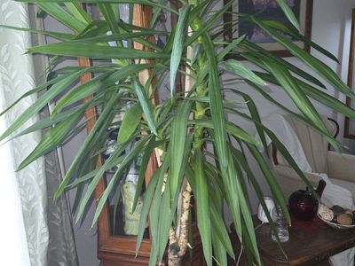 plants