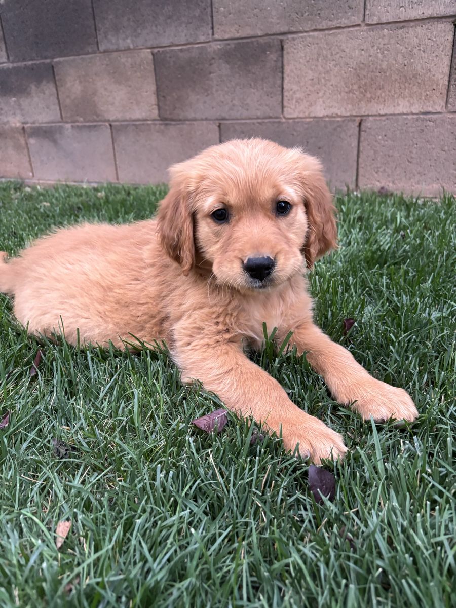 AKC Red Golden Retriever Puppies