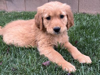 AKC Red Golden Retriever Puppies