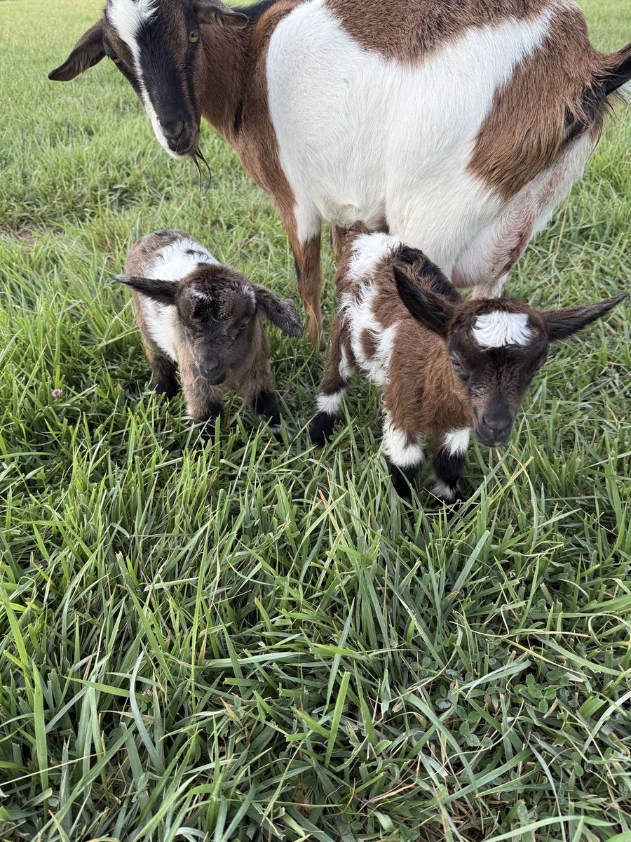 Baby fainting goats for sale