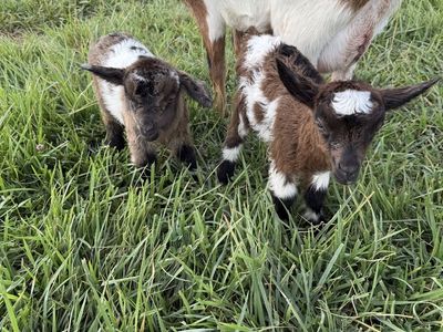 Baby fainting goats for sale