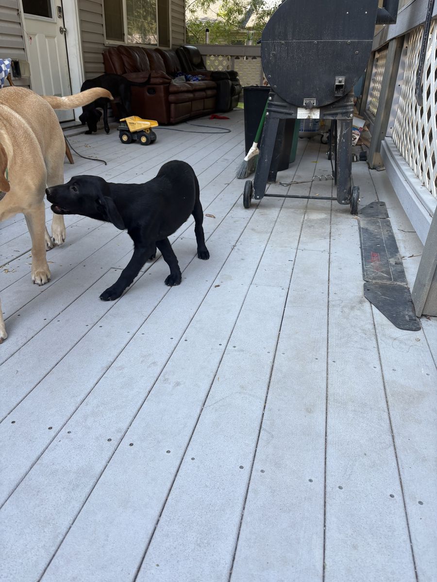 Last of the Liter AKC Labrador Retriever