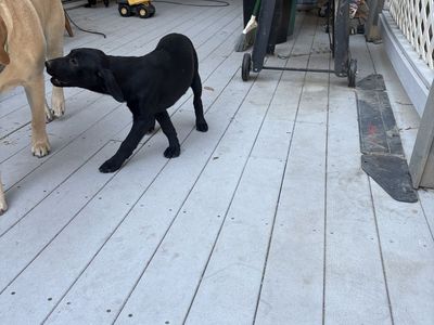 Last of the Liter AKC Labrador Retriever