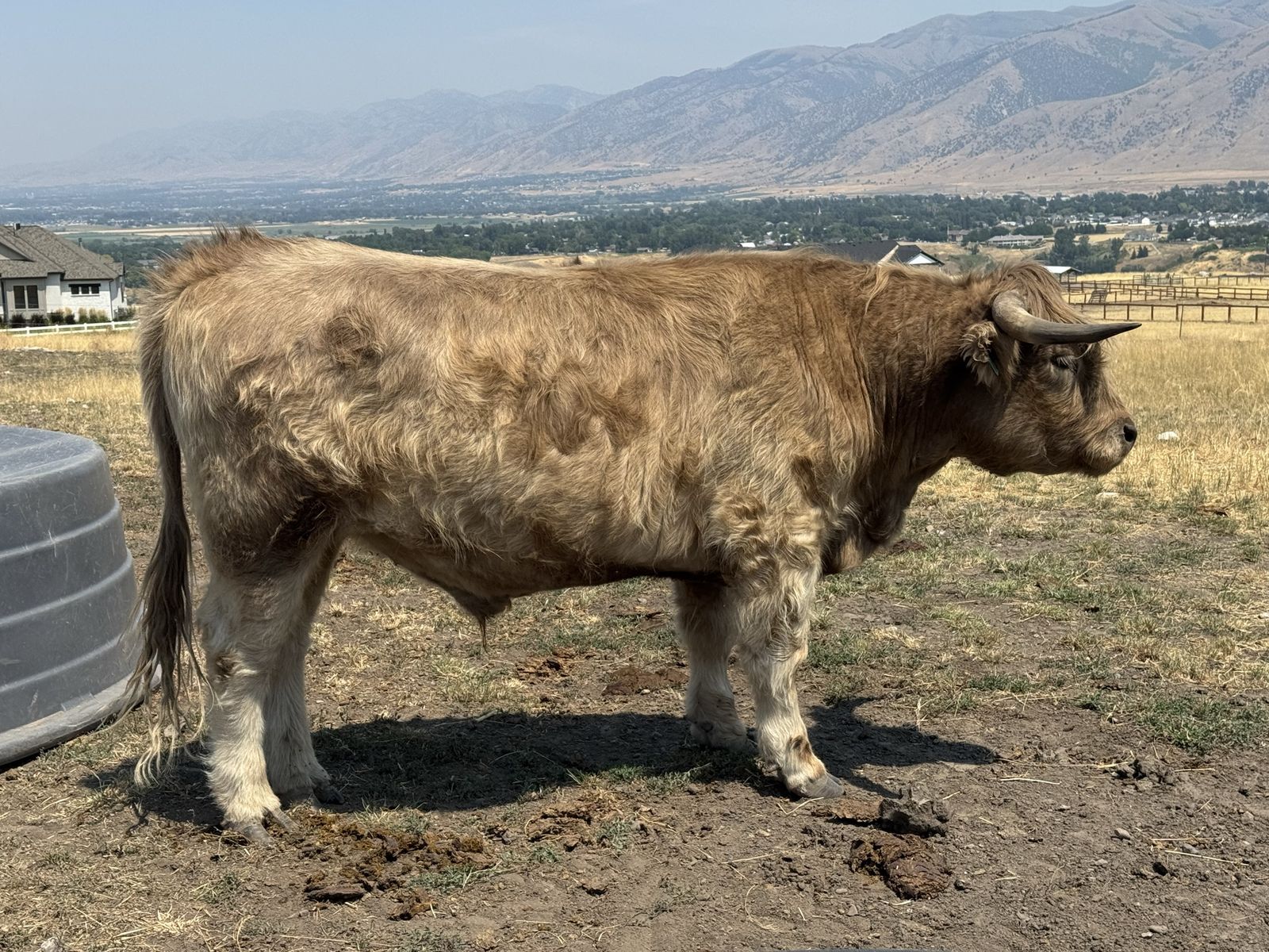 2 year old Highland Steers