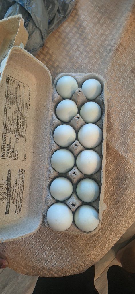 Splash Americauna Hatching Eggs