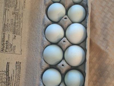 Splash Americauna Hatching Eggs