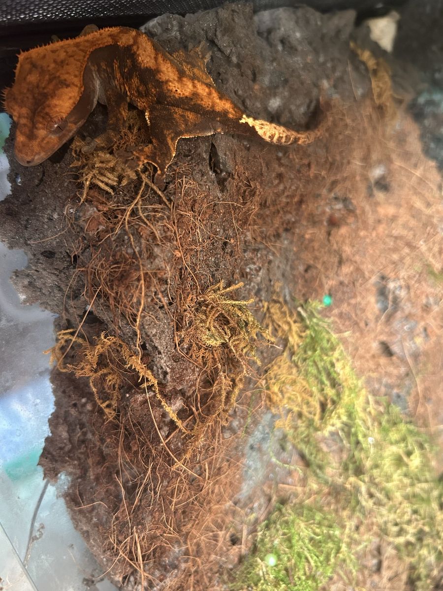 Gecko