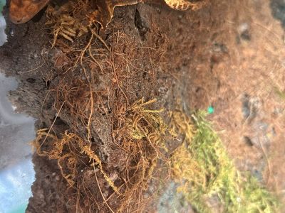 Gecko