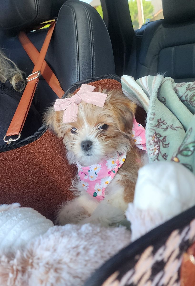 Yorkie Poo