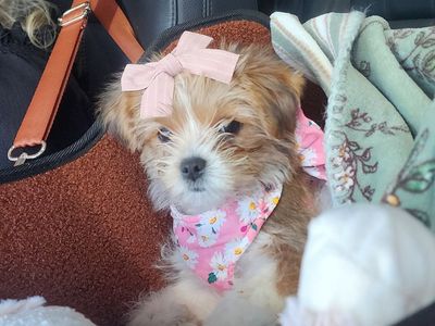 Yorkie Poo