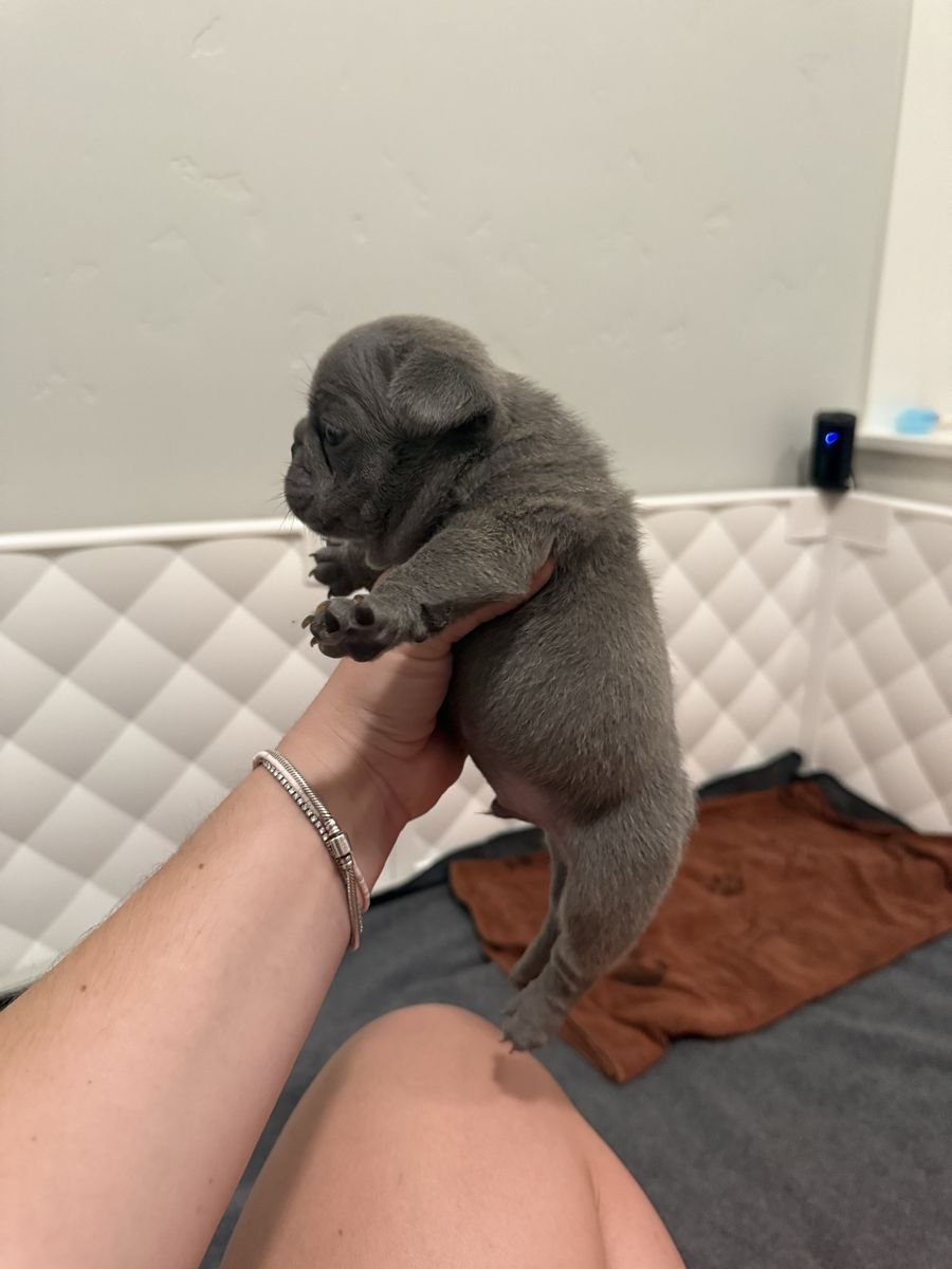 LILAC MALE FRENCHIE