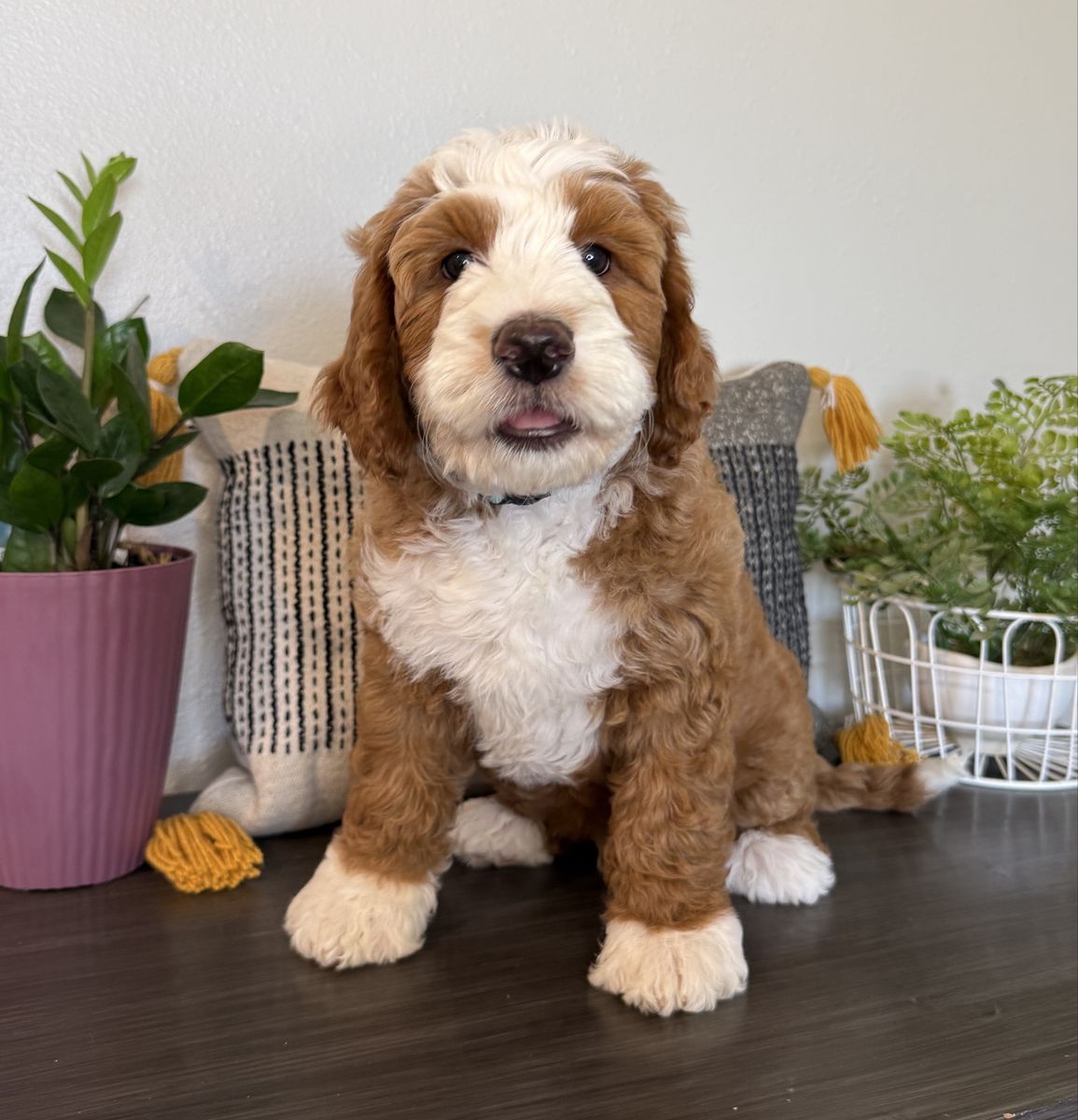 Two Adorable Bernedoodle Puppies - Male
