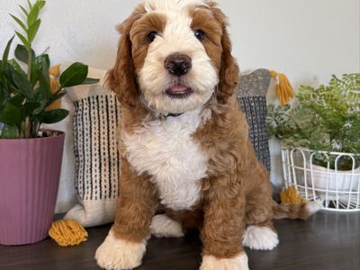 Two Adorable Bernedoodle Puppies - Male