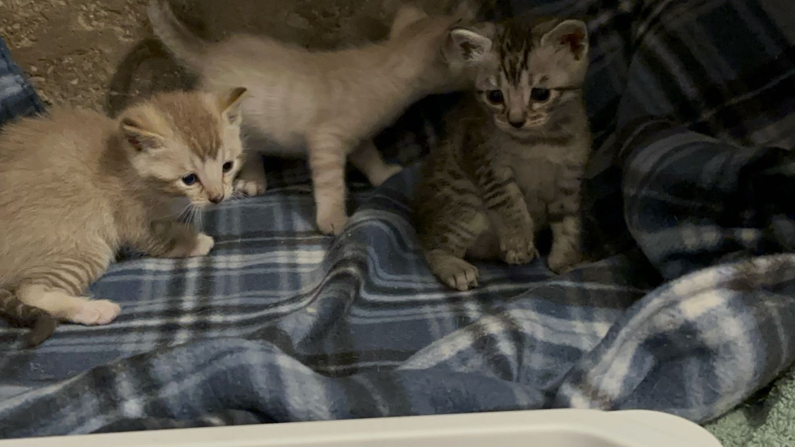 Adorable 3/4 Bengal mix Kittens Looking for Forever Homes - Multiple Colors Available $800/1 or siblings: recommended $1200/2