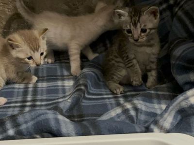 Adorable 3/4 Bengal mix Kittens Looking for Forever Homes - Multiple Colors Available $800/1 or siblings: recommended $1200/2