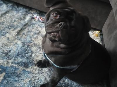 Dirty Gertie