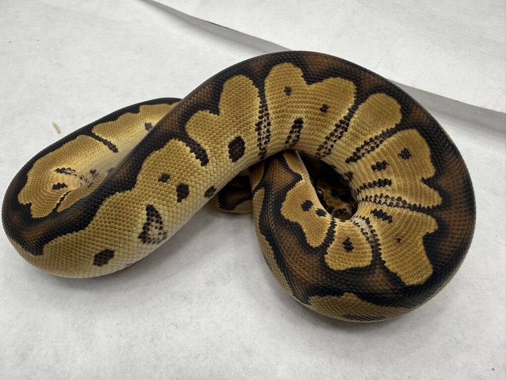 Fire Clown 50% Het Pied