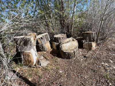 Landscaping Stumps