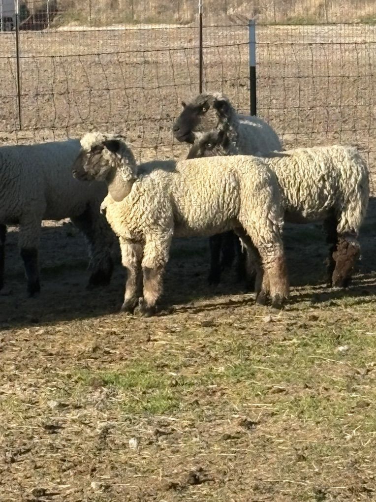 Nice Ewe Lamb – Show/Breeding Potential