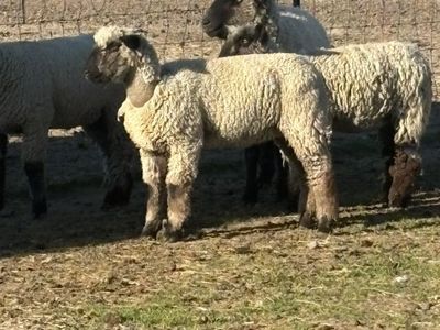 Nice Ewe Lamb – Show/Breeding Potential