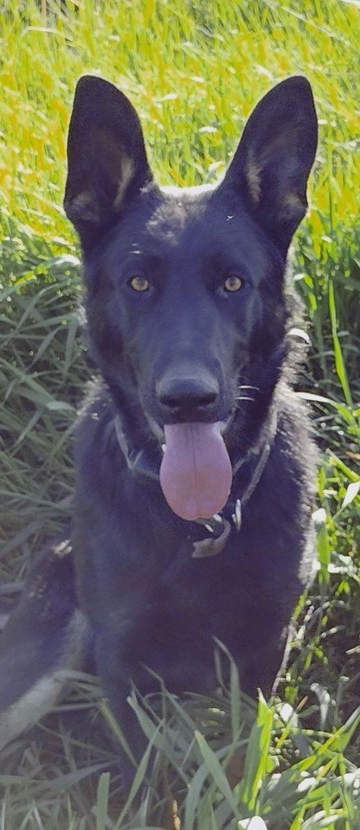 German Shepherd Stud