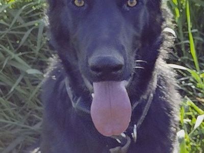 German Shepherd Stud