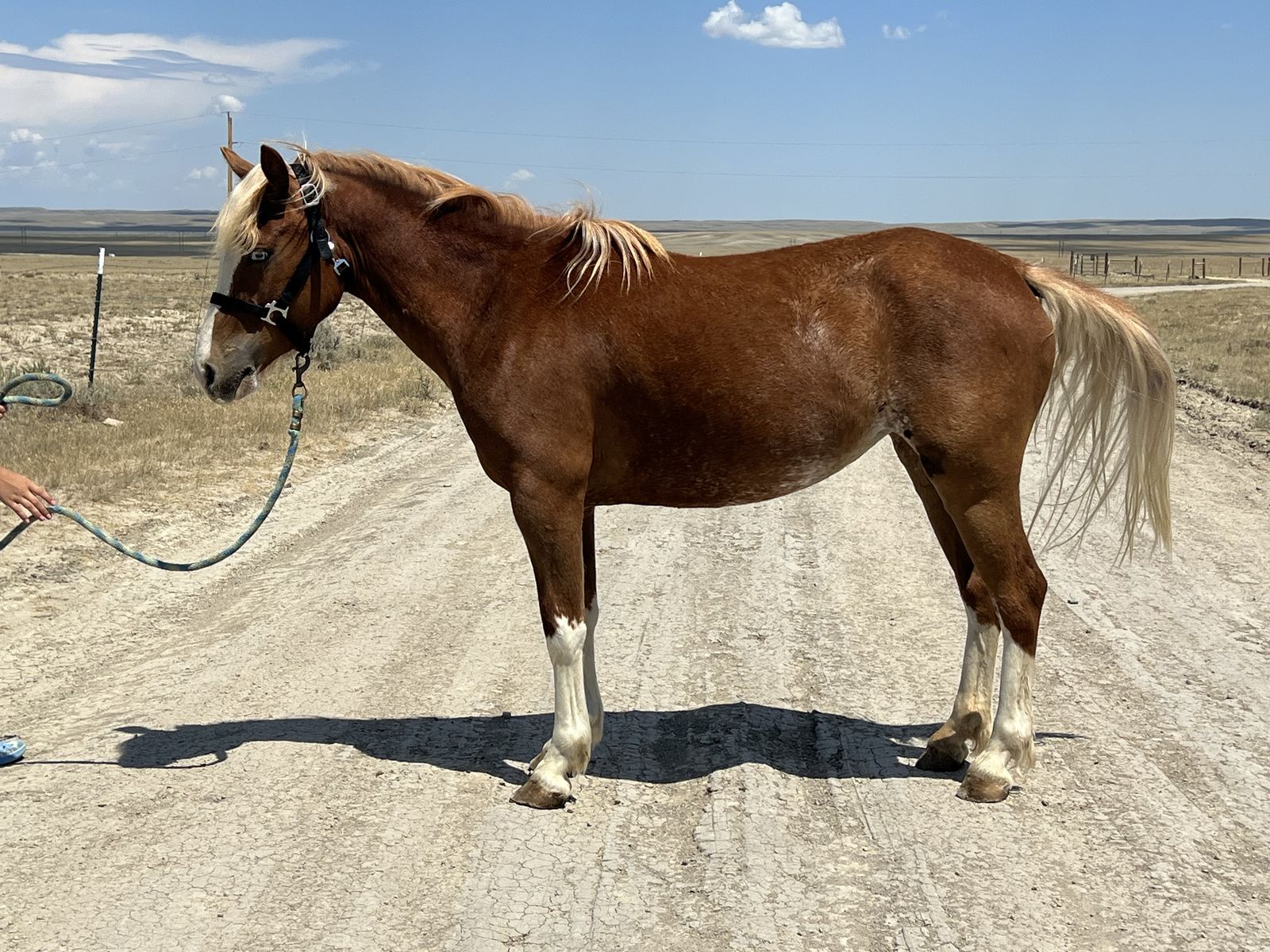 Gorgeous 1/2 Welsh Mare Ready to Start *PENDING SOLD*