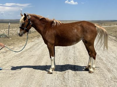 Gorgeous 1/2 Welsh Mare Ready to Start *PENDING SOLD*