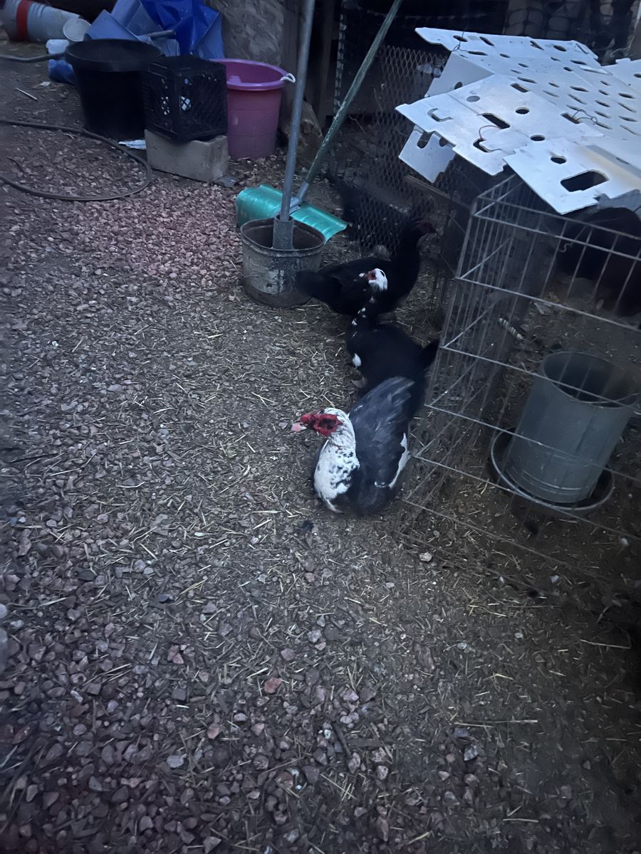 Male Muscovy Ducks For Sale