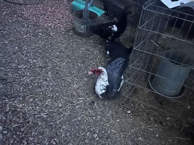 Male Muscovy Ducks For Sale