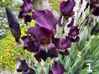 17 COLORS of Bearded IRIS Rhizomes SEE PHOTOS