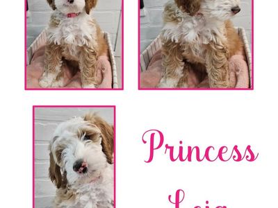 Mini GoldenDoodle / Golden Doodle Puppies