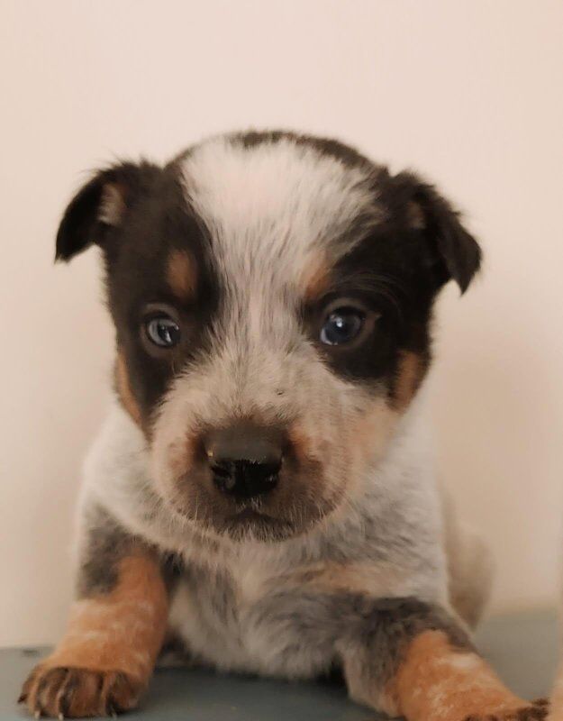 Aussie/Heeler Helpers